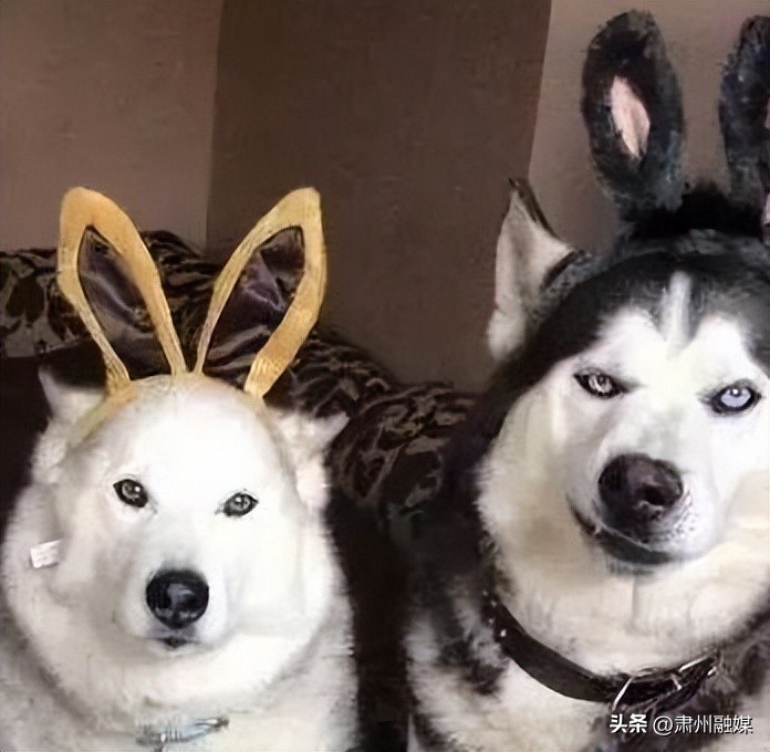 拉布拉多养狗公的好还是母的好,养狗是养两只公的还是两只母的