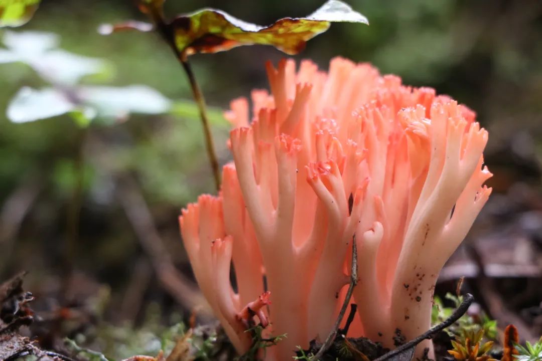 昆明七彩云南怎么样,七彩云南避暑家园