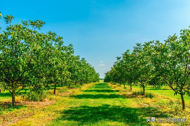 核桃的病虫害防治打什么药,核桃病虫害怎么防治