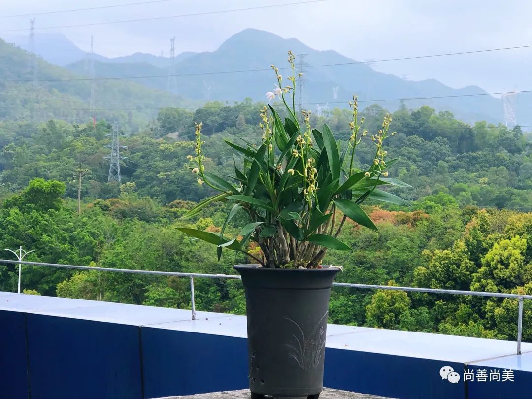 香水石斛兰花怎么养,家养香水石斛为什么不开花