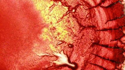 运动神经元显微镜观察内容与结果,显微镜下观察神经元的判断依据