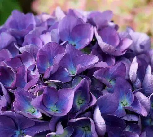 开眼界了!五大突出特征让这种“球花”魔力无限,人见人爱