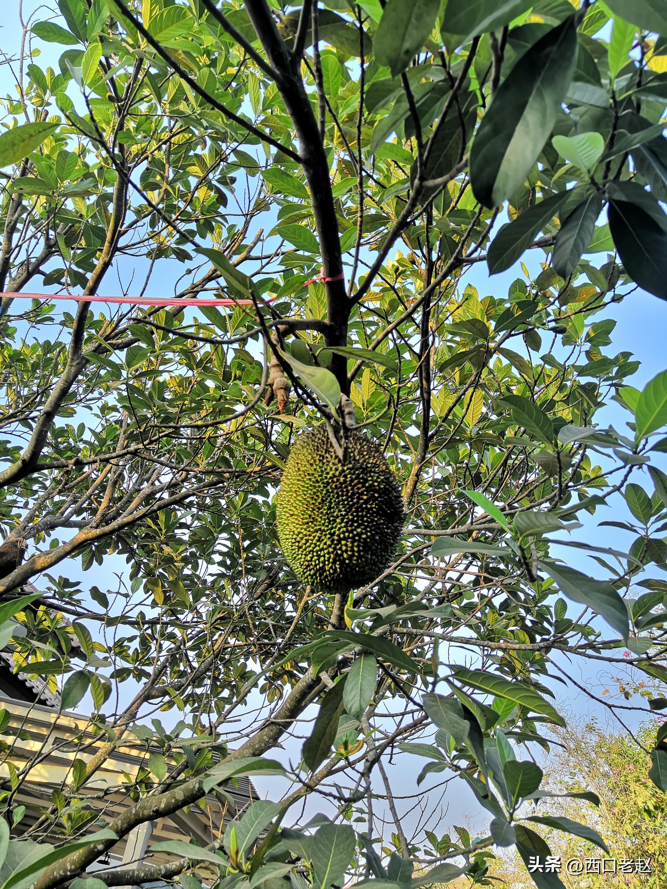 行走在国外的岁月33——致敬我的海外生涯