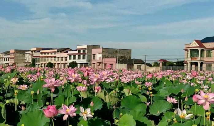 香港美心冰皮月饼好吃吗,香港美心冰皮月饼是素食吗