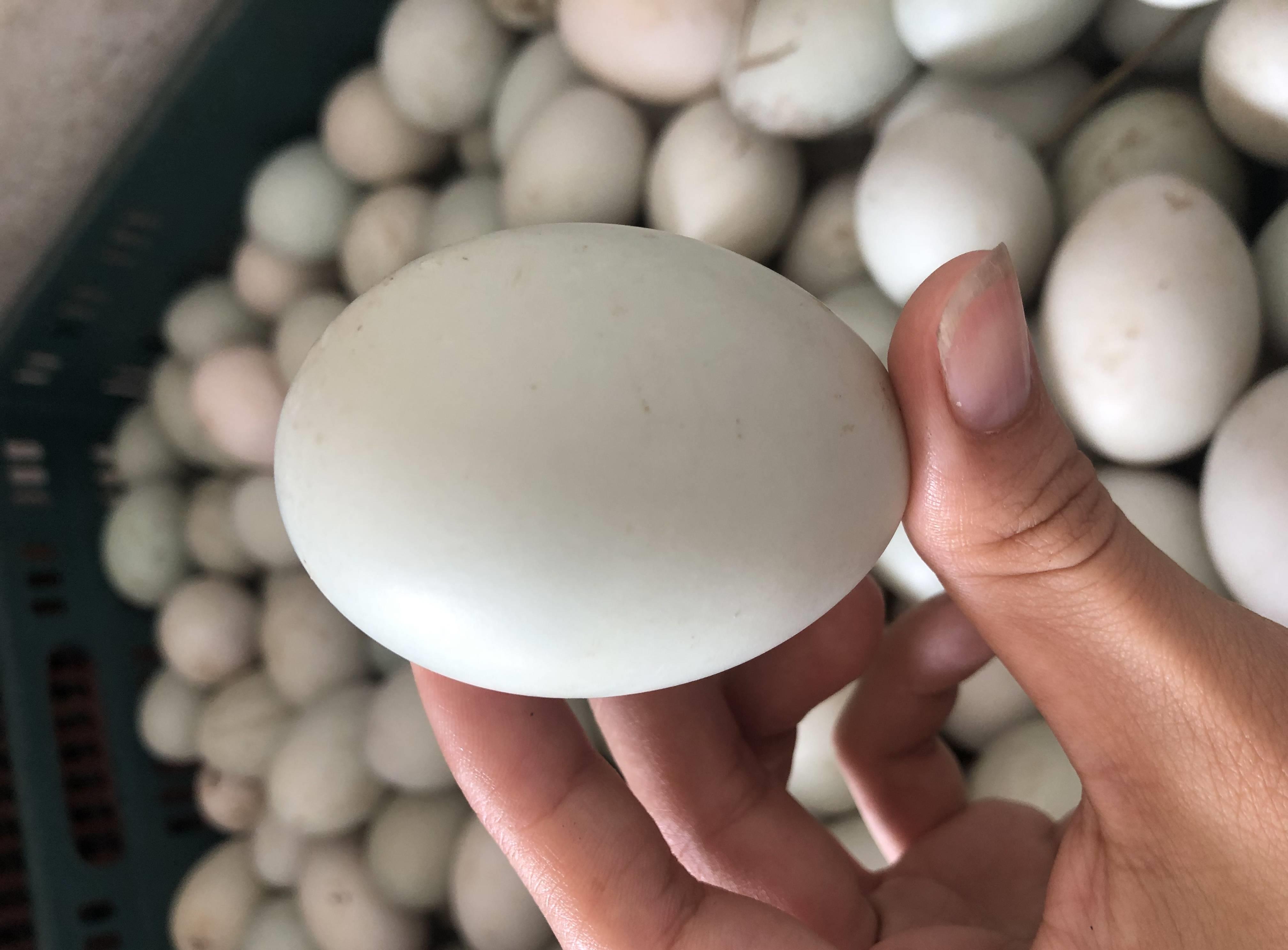 湛江海鸭蛋有什么好吃的,雷州半岛海鸭蛋