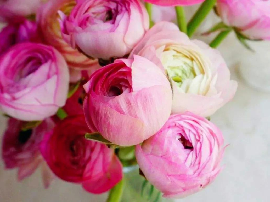 春夏之交，越来越多的花含苞欲放，这一百种娇媚蓓蕾真是美不胜收