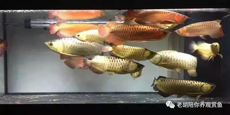 金龙鱼饲养过程中的注意事项,鱼缸饲养金龙鱼能长多大