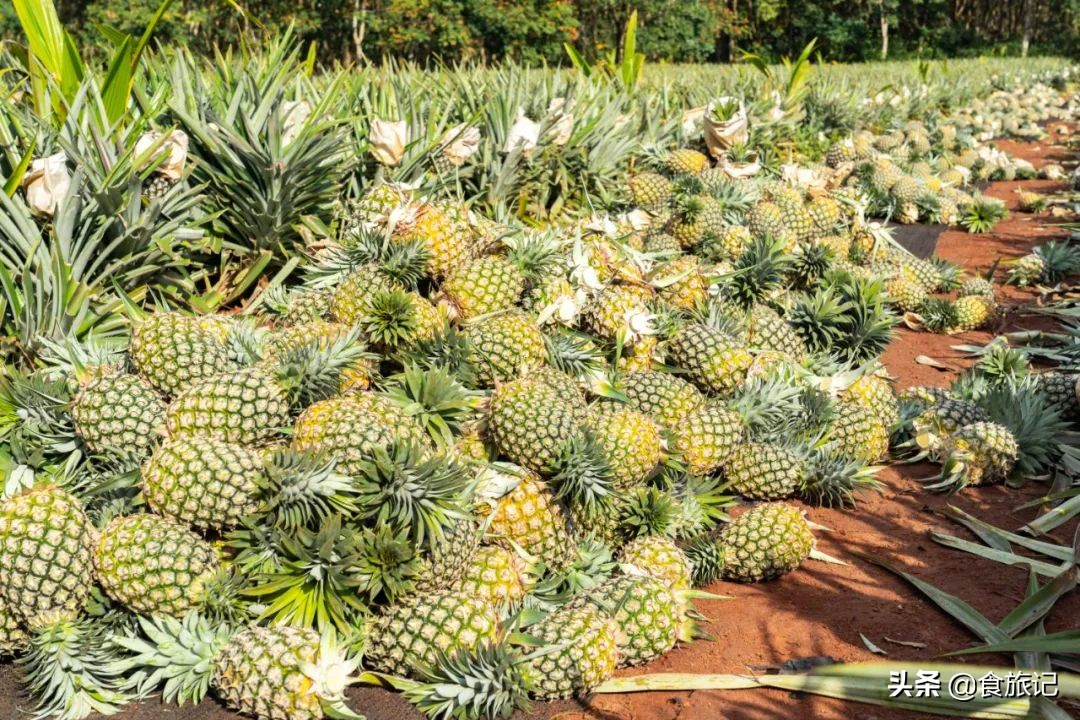甜脆金钻凤梨,纯甜金钻凤梨菠萝