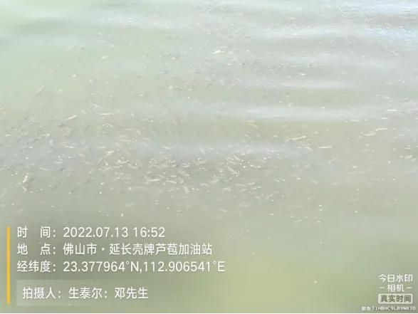 生鱼子弹状病毒怎么处理,生鱼感染弹状病毒解剖视频