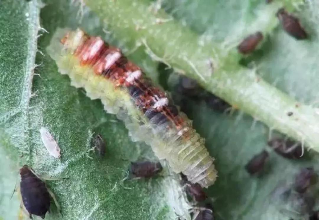 还有哪些益虫会捉哪些虫子,吃害虫最多的益虫是什么虫子