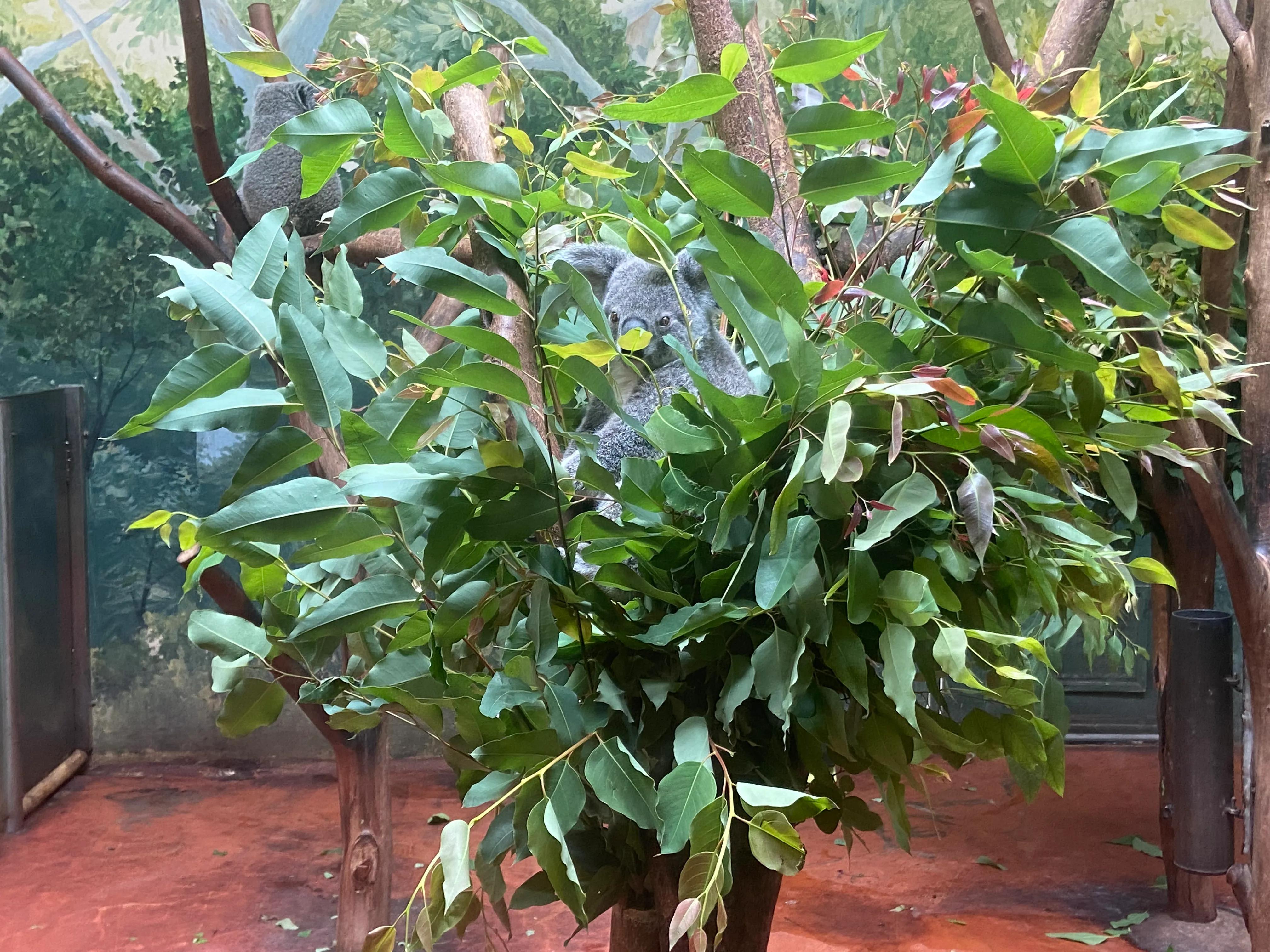 广州长隆野生动物园保姆级攻略,佛山去广州长隆野生动物园攻略