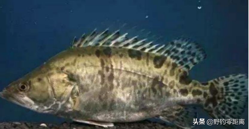 台钓钓到大鱼该怎么跟他溜鱼,台钓鳜鱼选位怎么选最好