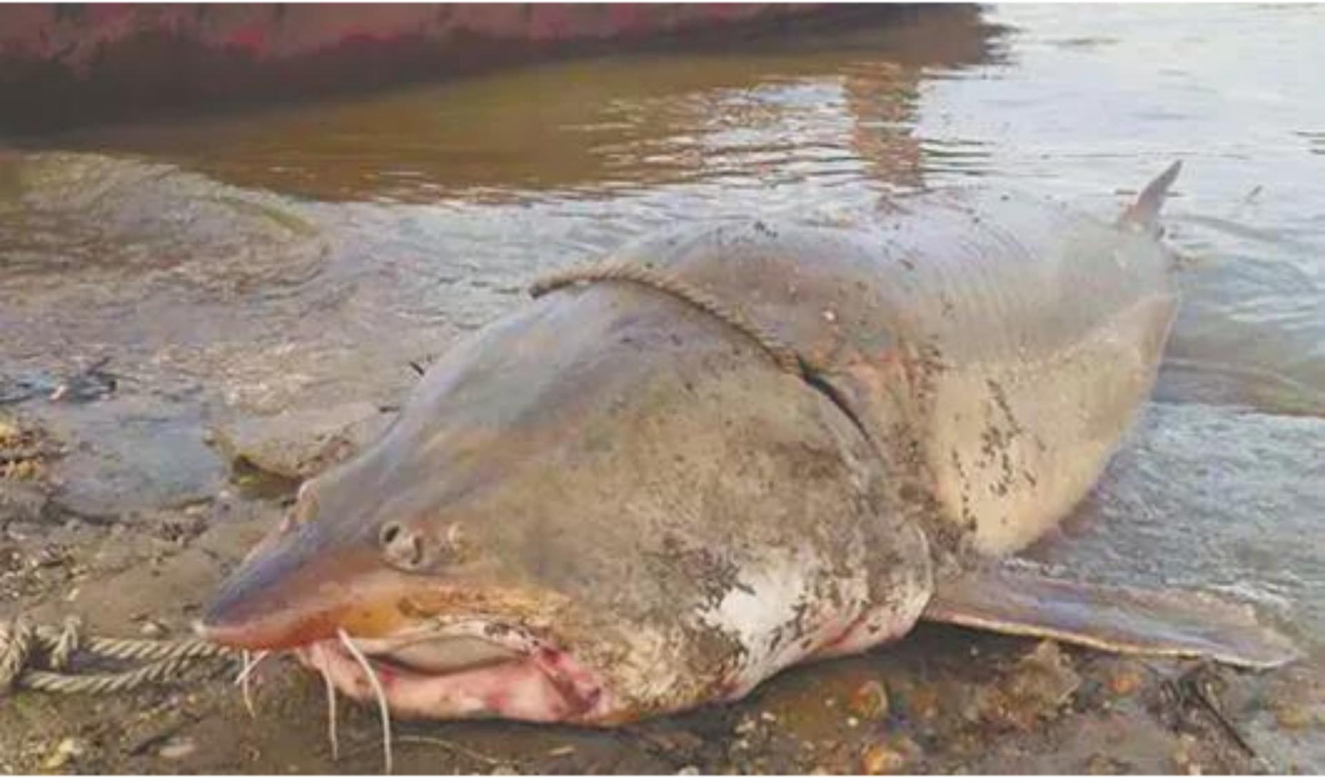 大鳇鱼1030斤现状,黑龙江2000斤鳇鱼是真的吗