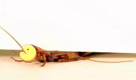 土方法灭蟑螂怎么正确消灭最彻底,灭蟑螂误区及正确的灭蟑螂方法