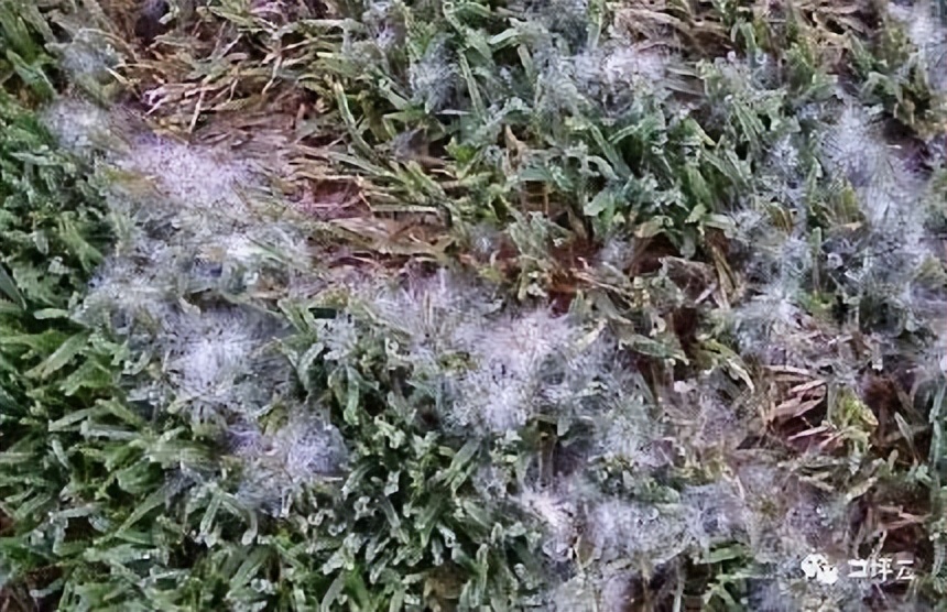 12月份园林绿化养护工作重点,元月份园林养护重点工作