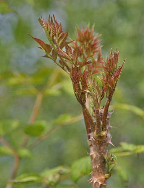 可以吃的野菜大全100种图解,教你认识100种野菜