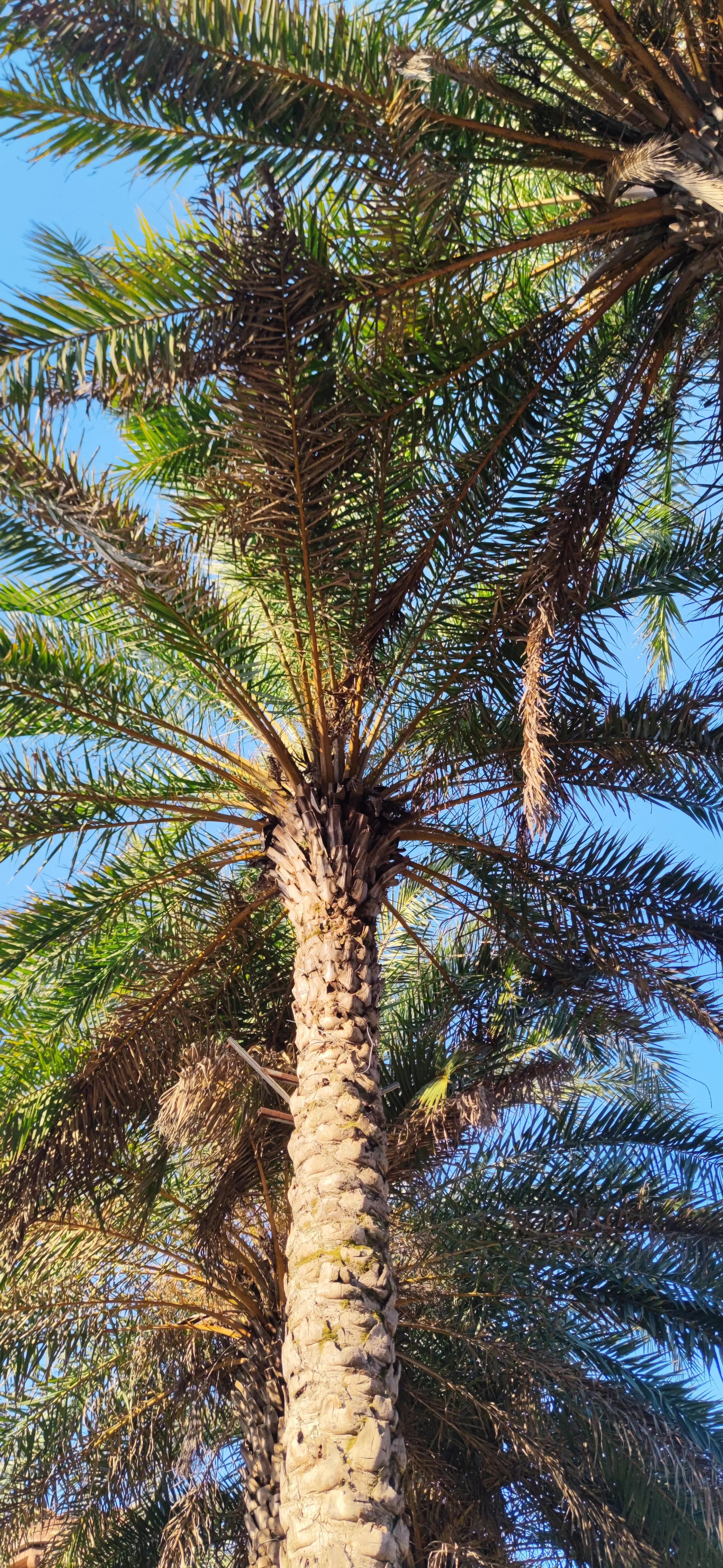 纳帕溪谷别墅东莞,纳帕溪谷茶山