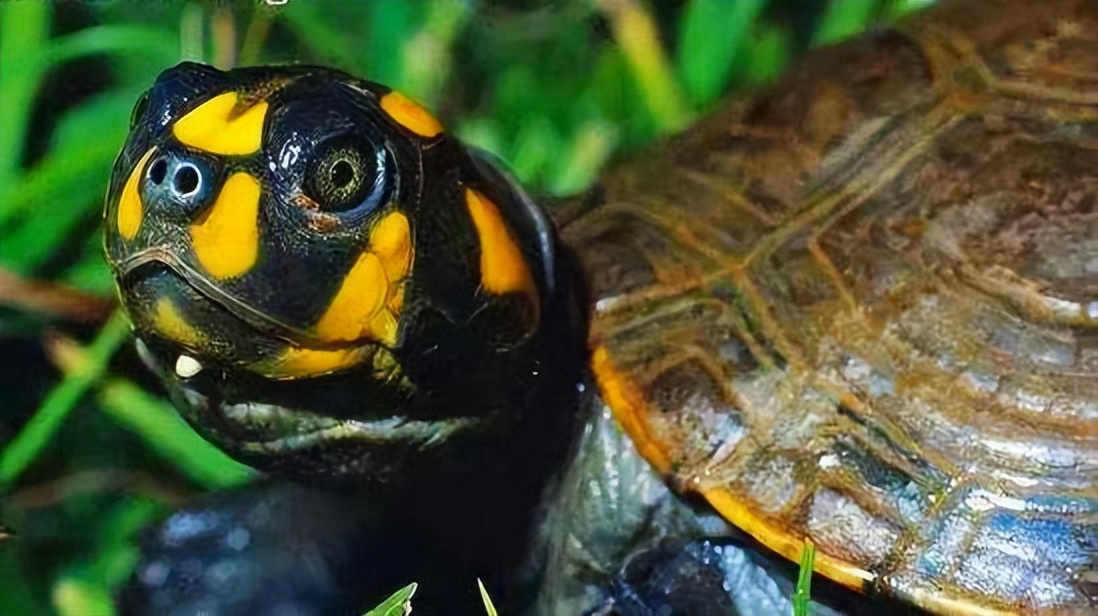 黄头侧颈龟饲养方法,黄头侧颈龟饲养方法文库