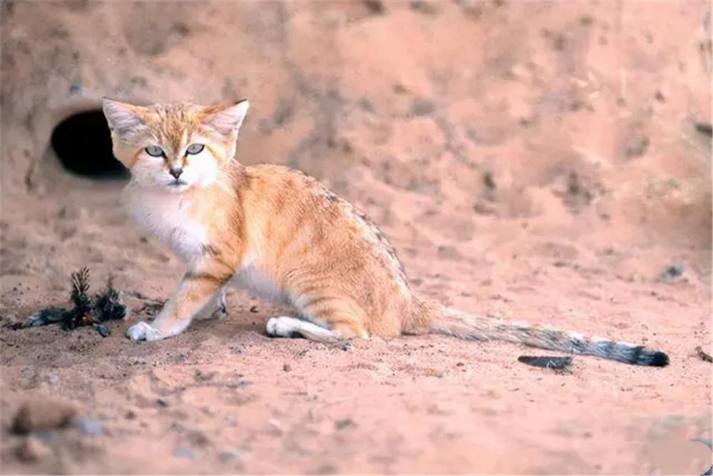 沙猫生活在沙漠里它们最怕什么,撒哈拉沙漠猫