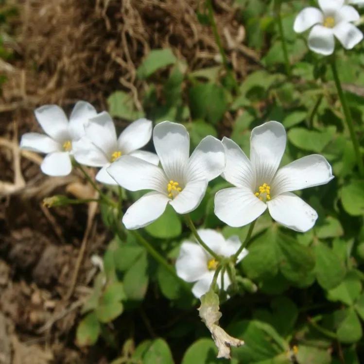 100种迷人的“数字花”,从零到一百万,真是太神奇了
