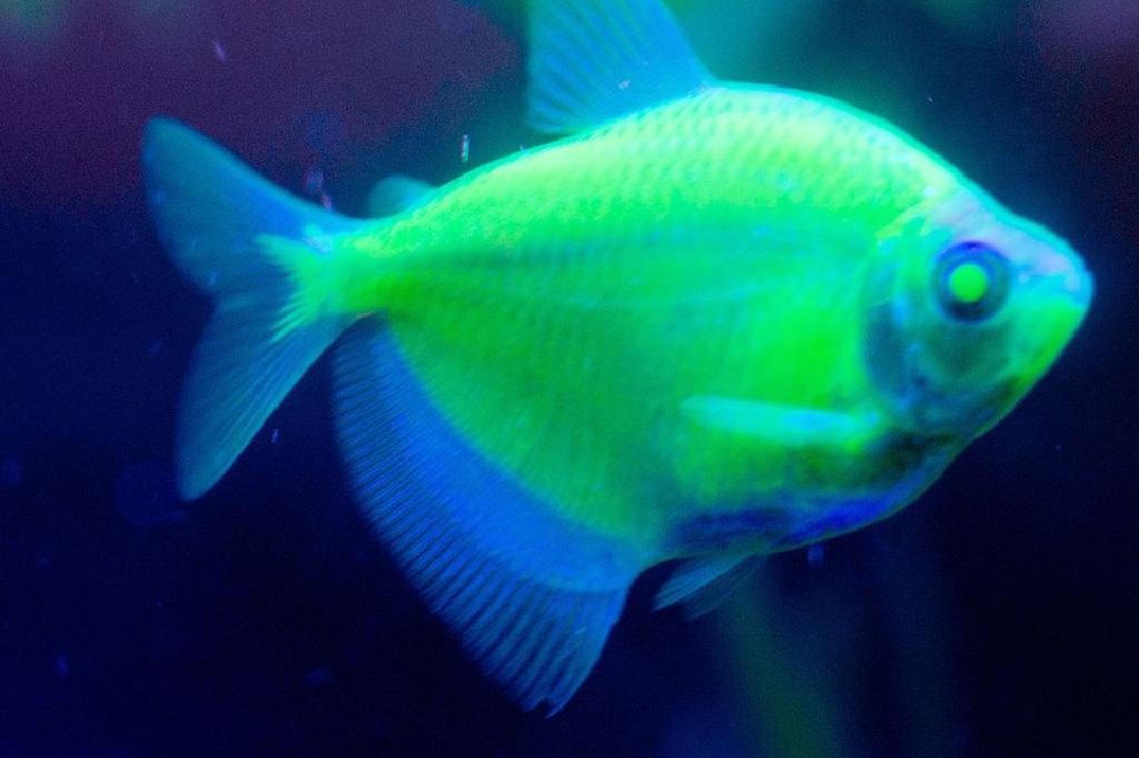 海底20000米大型未知生物,海底一万米真有巨型生物吗