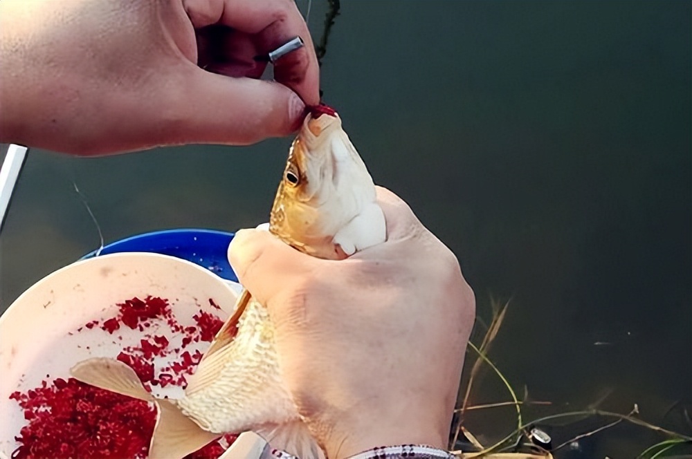 捕捞一晚获利上万,人工捕捞红虫违法吗