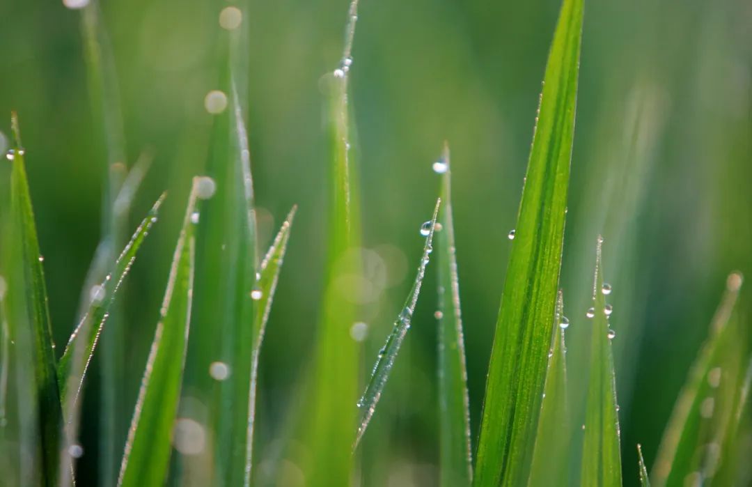 立秋养肺润燥,京城提醒立秋养肺润燥为先