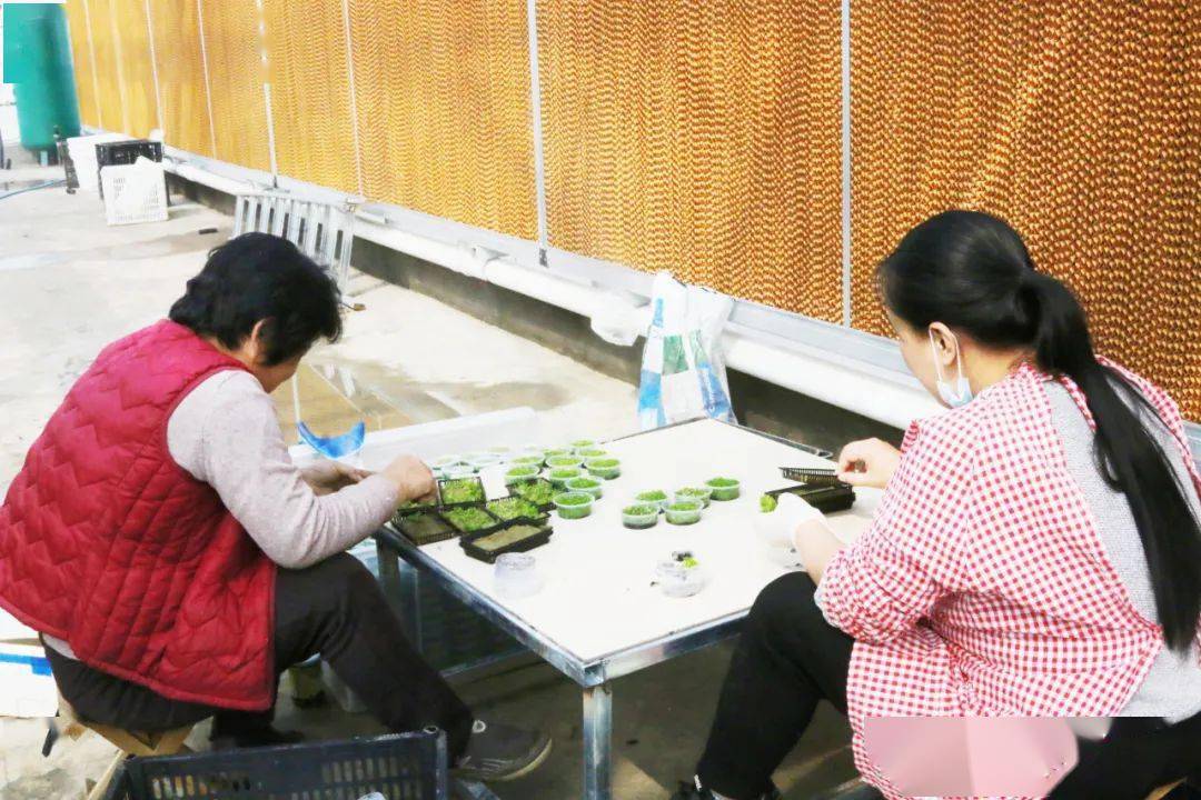 大妈养殖致富,造景水草养殖一亩利润多少