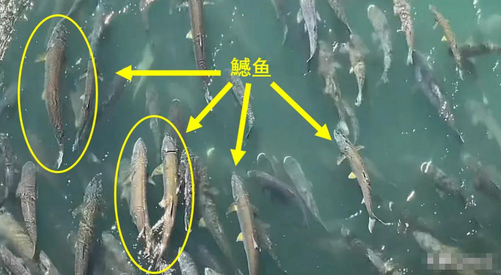 三峡大坝里最大鳡鱼,三峡大坝鱼群画面里部分大鳡鱼