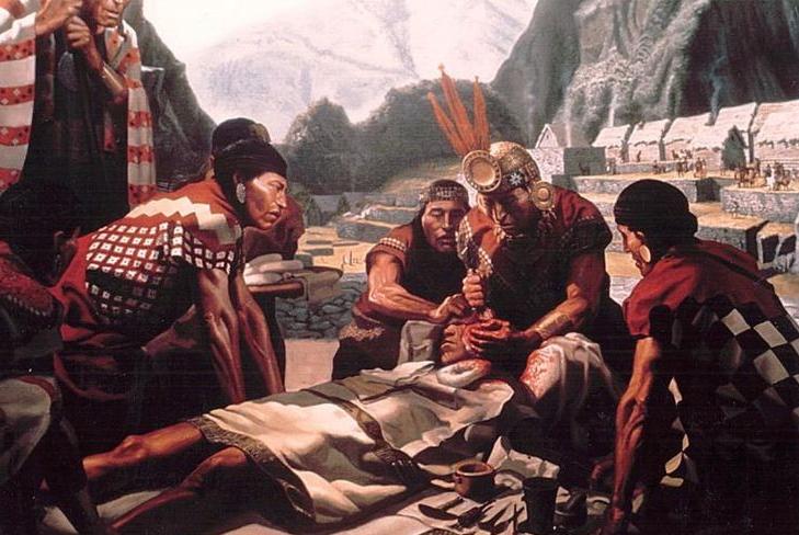 古柯树可以提取什么,在古柯树中提取的生物碱是什么