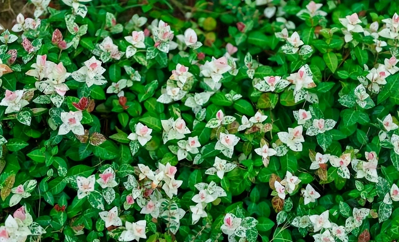 4种植物“以叶为美,流年似花”,叶子比花美,一年四季绽放