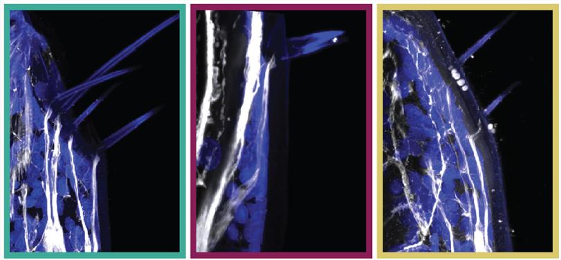 甲壳类动物断肢能再生吗,甲壳类动物肢体再生