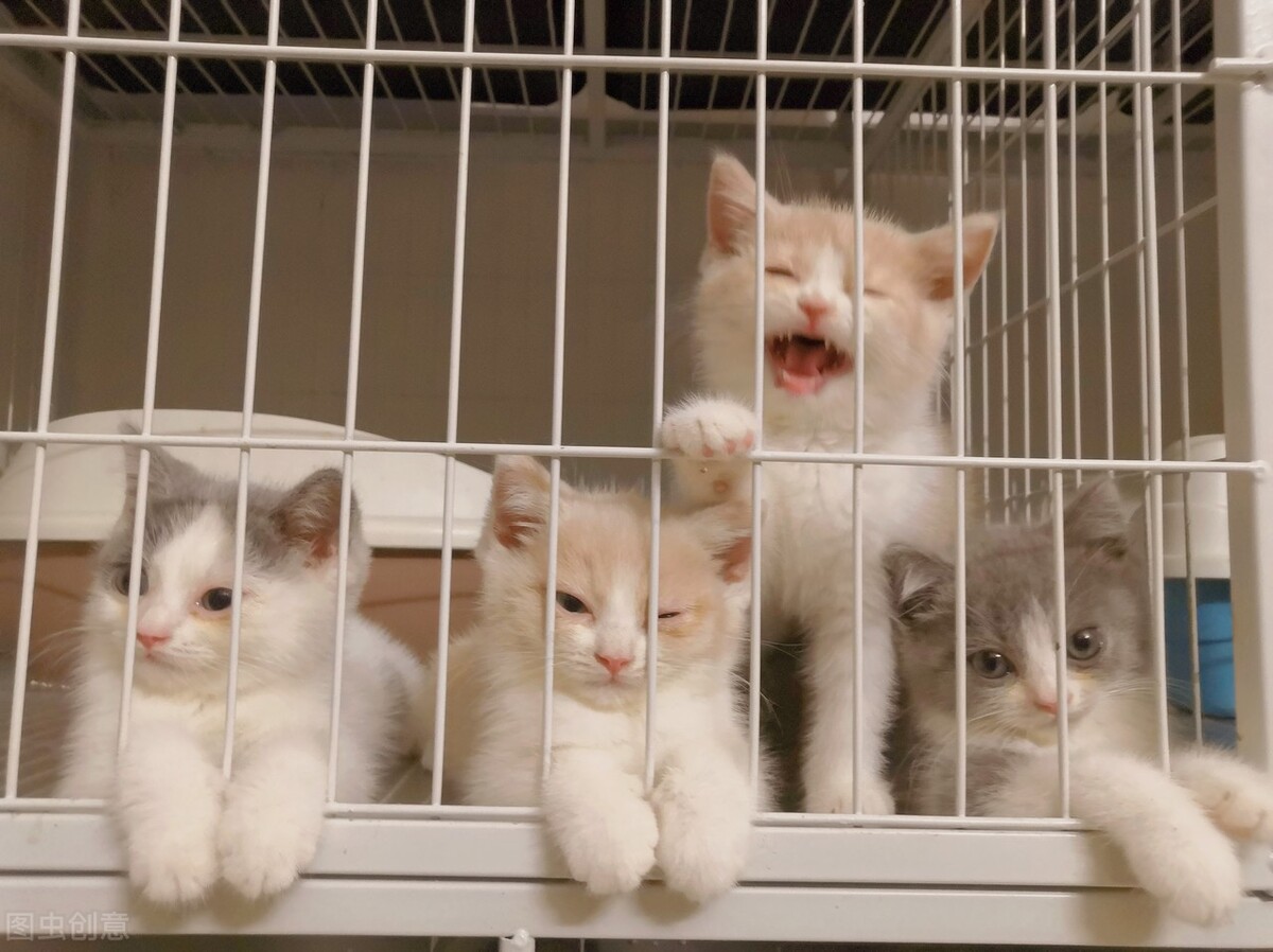 两个月猫咪拉稀怎么回事,猫咪不吃东西拉稀怎么回事