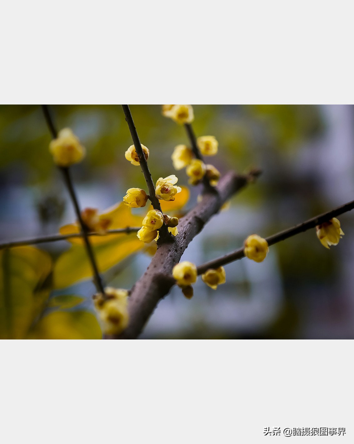 腊梅花特写怎么拍照好看,拍一枝腊梅花怎么拍出高级感