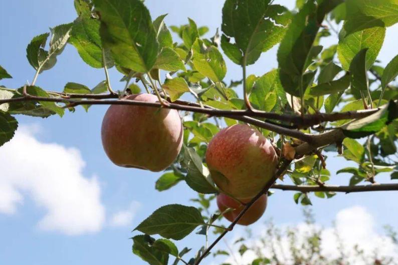 门前不栽树说法有什么讲究,五树进阳宅人穷家也败指哪五种树