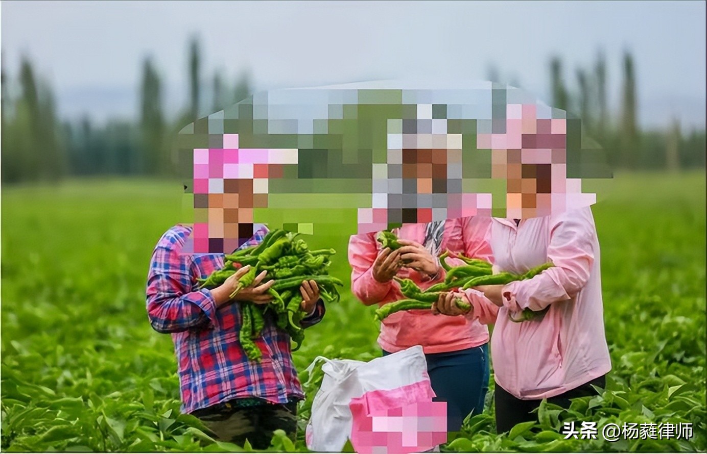 农民专业合作社法解读,农民合作社在乡村振兴中的影响