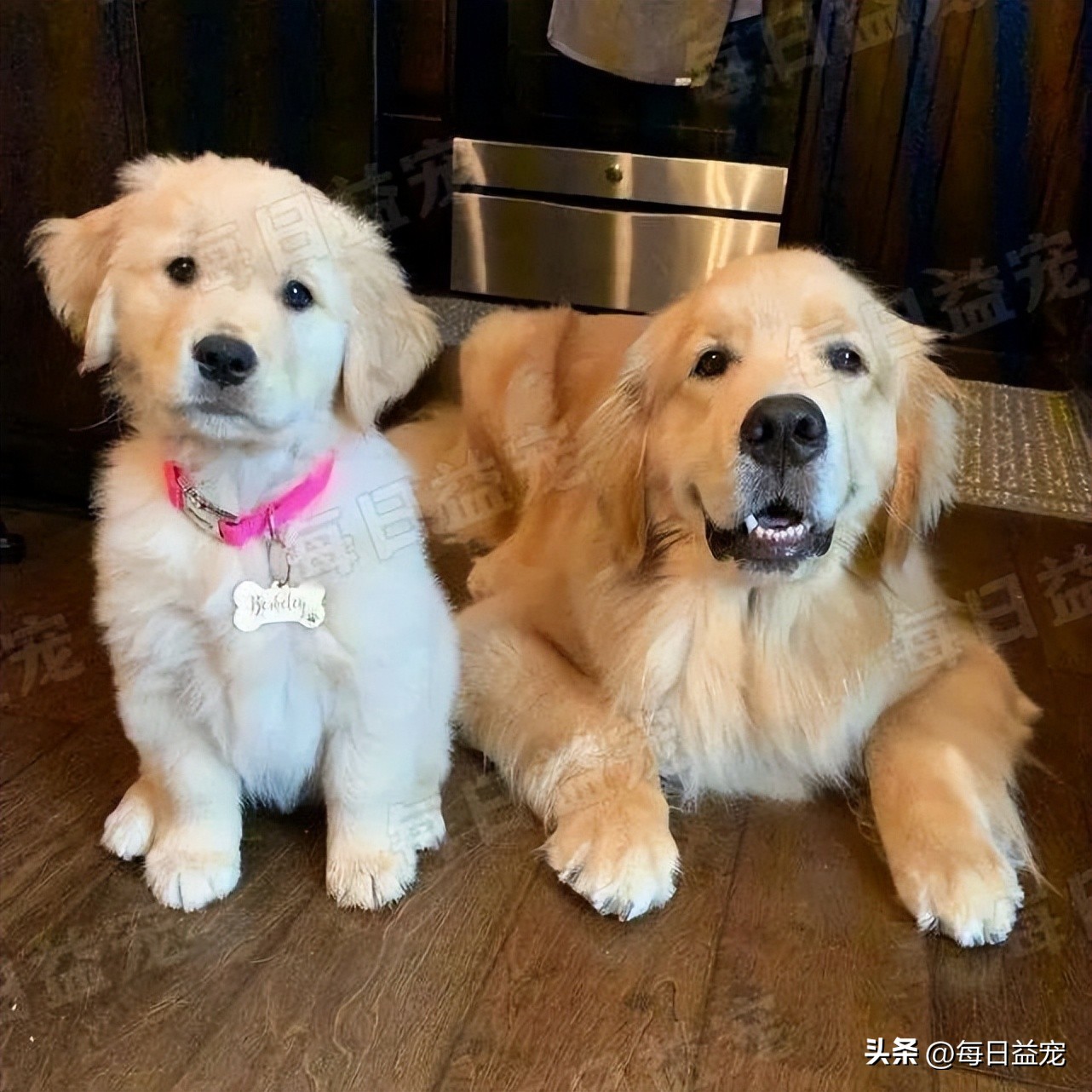 金毛外出叼东西回家吓坏主人,主人惹金毛生气金毛咬嘴唇