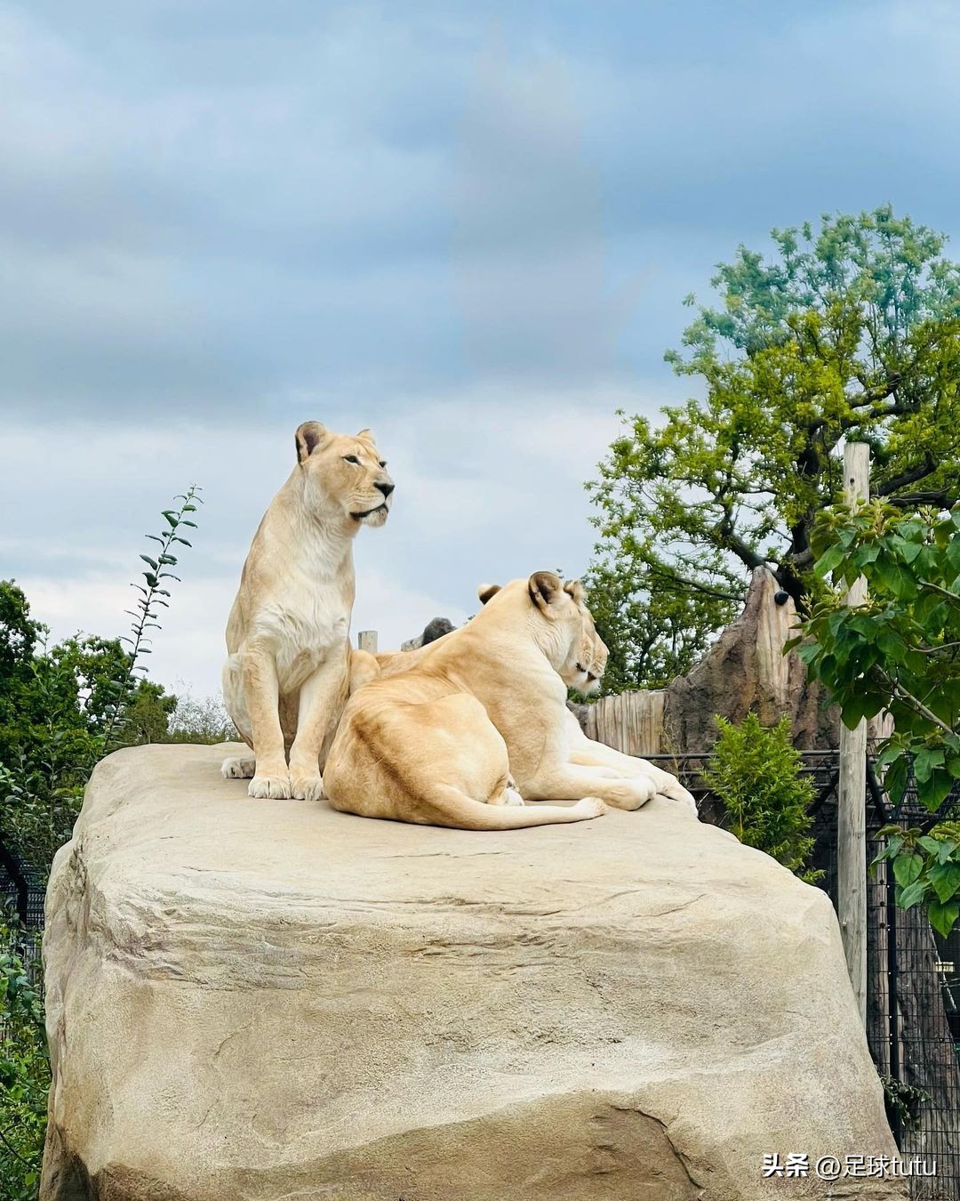 小学生才做选择下一句,小孩才做选择成年人全都要
