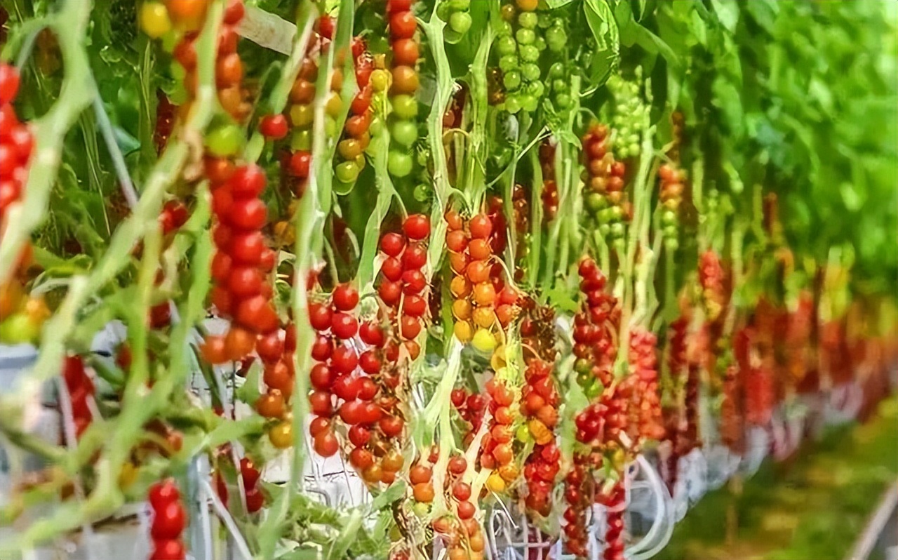 农业主题公园怎么打造,世界最成功的农业主题公园