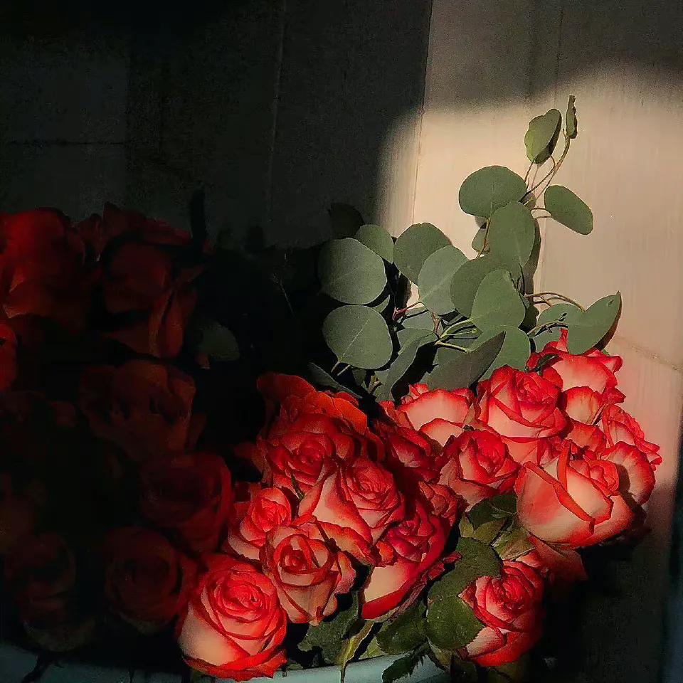 玫瑰花如何醒花教程,醒玫瑰花的正确方法