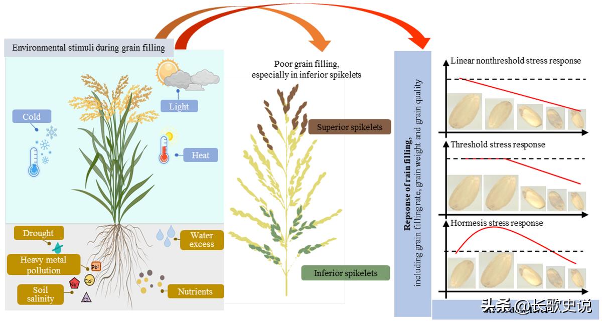 小麦淀粉糊化的温度是多少度,小麦淀粉高温糊化后有韧性吗