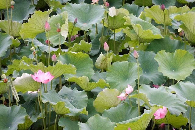 你见过这么美的西湖日落吗,看到了绝美的西湖日落