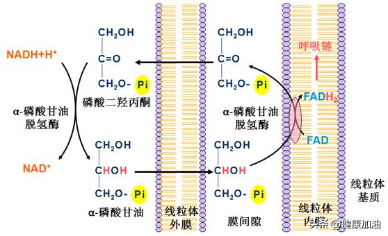 线粒体外的nadh怎样进行氧化的,nadh线粒体怎么进一步氧化