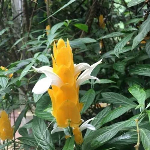 罕见漂亮的鲜花,全球最漂亮的鲜花