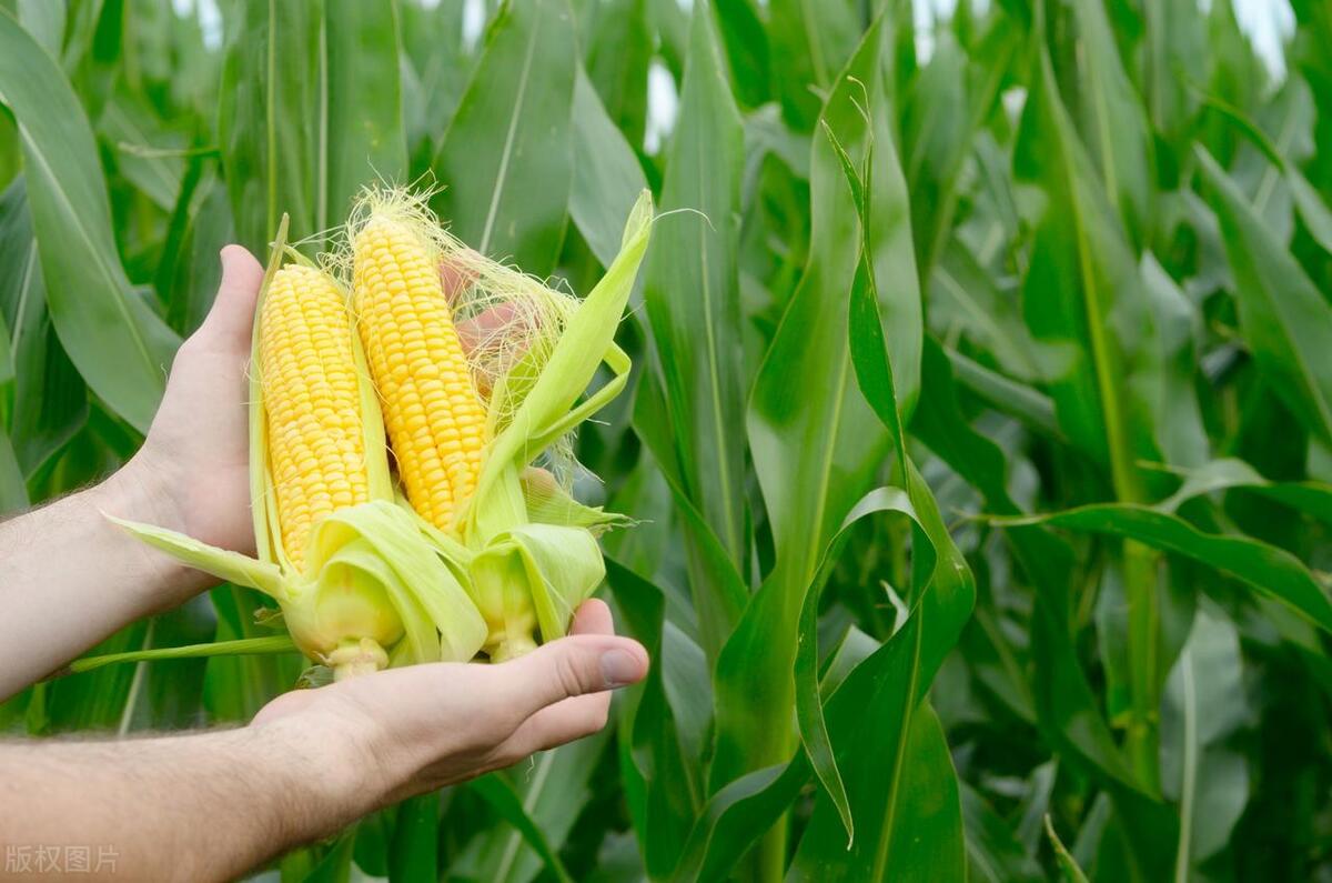 适合穷人的5个创业项目,穷人无本钱创业22种方法