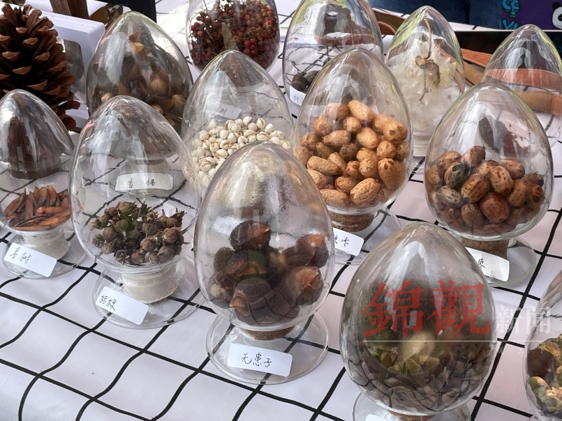 制作标本、植物拓染、望远镜观鸟2022成植生物多样性自然嘉年华来啦