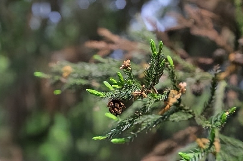 春季过敏是身体哪里的毛病,春季过敏是鼻炎还是花粉症