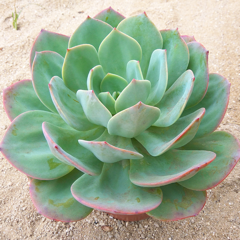 十二卷多肉的品种图鉴,100种多肉植物图片大全