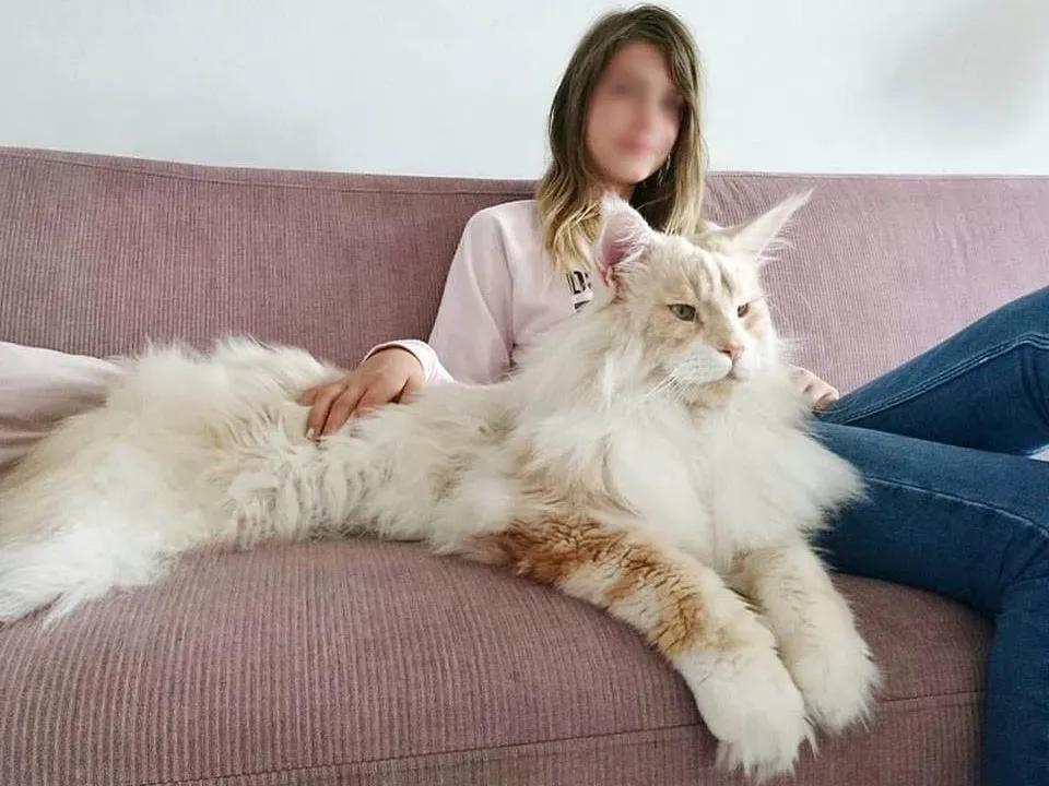 世界上最乖最小的猫猫,世界上最凶猛的猫猫是什么猫