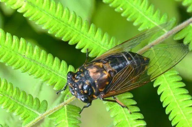 感受夏天的文案,感受夏天知了的叫声